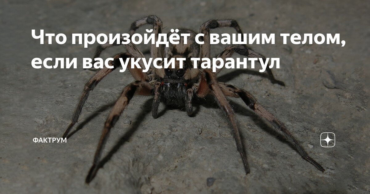 выглядит угрожающе. выглядит угрожающе. выглядит угрожающе. маленькая девушка злится. угрожающий взгляд мужчины.