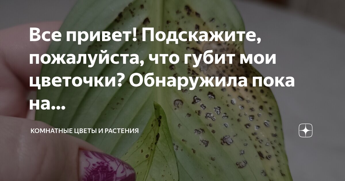 какой цветок подскажет. тенелюбивые цветущие комнатные растения. растения предсказатели. горшечные цветы. какой цветок подскажет.