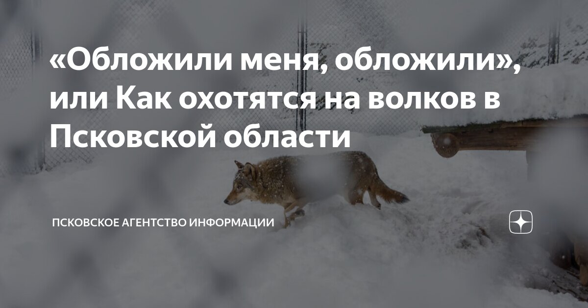 Волк на вабу. : Охота : paraskevat.ru Talks