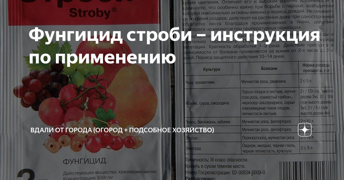 Фунгицид строби – инструкция по применению | Вдали от города (огород ...