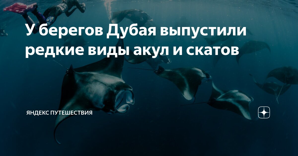 Обитатели персидского залива. Акулы в персидском. Акула в оаэ. Шаркс-бей, «акулья бухта». Хаммерхед акула молот.