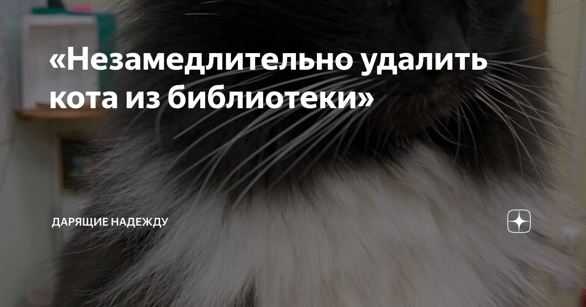 Удалить кота. Кот убирает паутину. Кот нагадил на ковер. Удалить кота. Стрижка когтей.