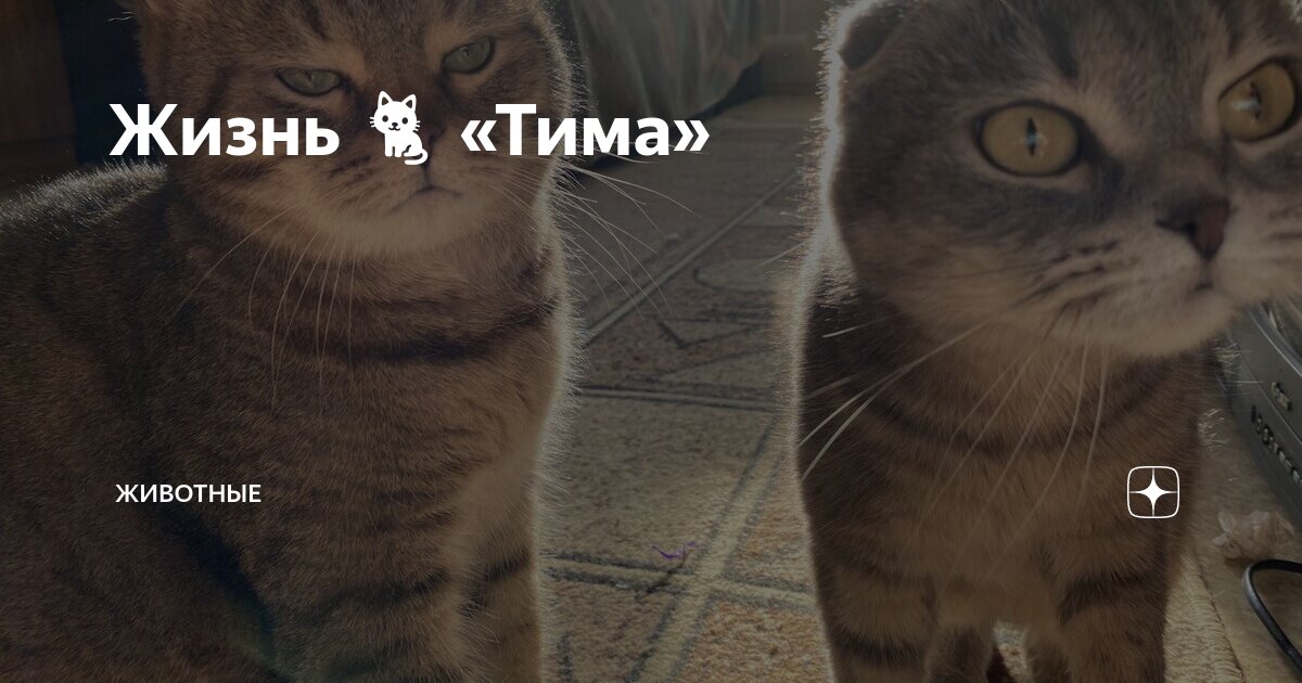 Путник кот. Синие коты ирины зенюк лукоморье. Путник кот. Странник в лесу. Путник с котомкой.