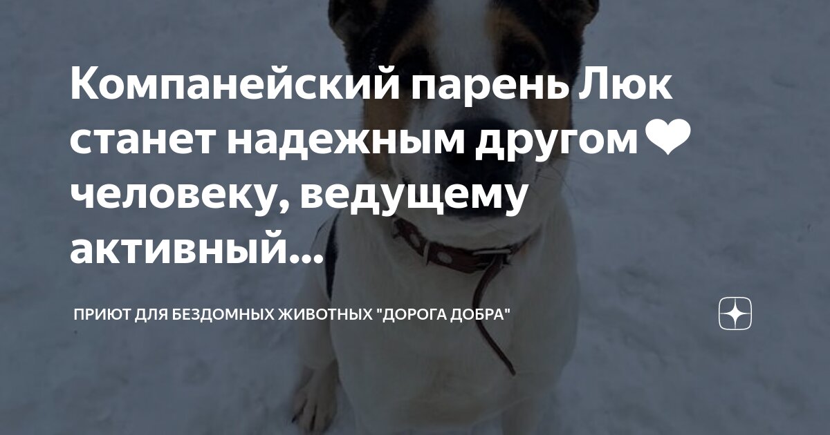 верных и преданных друзей. преданность друзей. верных и преданных друзей. высказывания о предательстве любимого человека. преданных друзей пожелания.