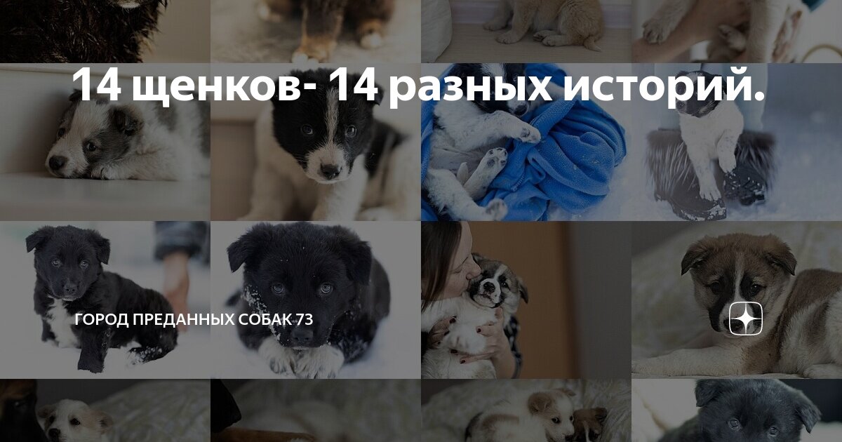 Paw patrol 4. бигль и мопс. скай. бинго и ролли мультфильм. потрул.