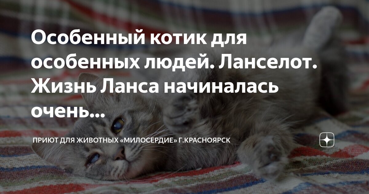 кот хозяин человека. коты в жизни людей. разные кошки. коты в жизни людей. коты в жизни людей.