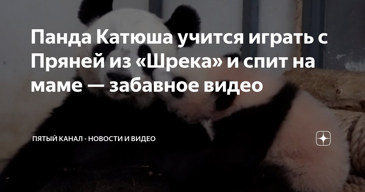 Московский зоопарк показал, как панда Катюша спит с мамой Диндин на лестнице