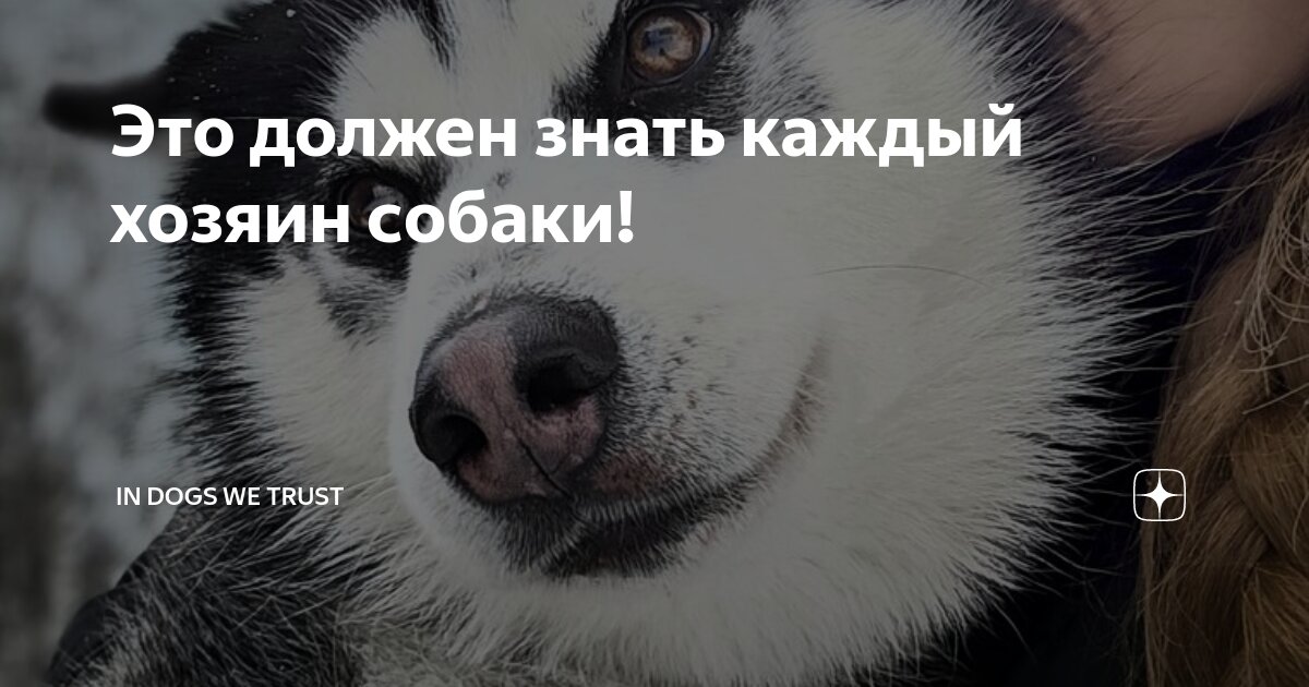 In dogs we trust дзен