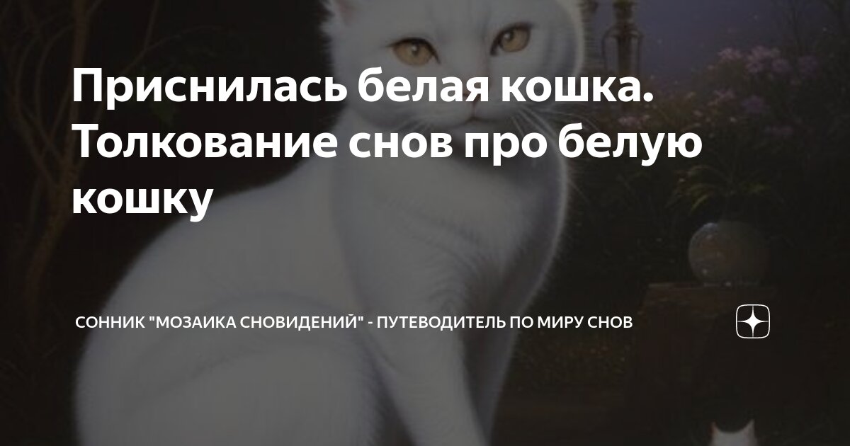Сонник белая кошка во сне. К чему снится кормить своего кота. К чему снится кошка во сне. Сонник белая кошка во сне. Снится белый кот.