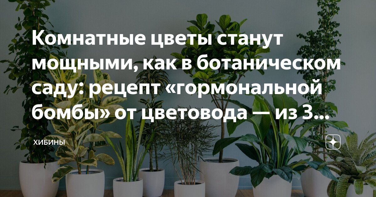 Продавец цветы. Камелия японская пинк. Фотосессия в цветочной лавке. Цветы для пожилой женщины. Цветок работала.