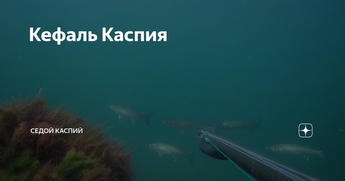 Замануха - приманка на кефаль и лобана Купить в Санкт-Петербурге для подводной охоты у нас