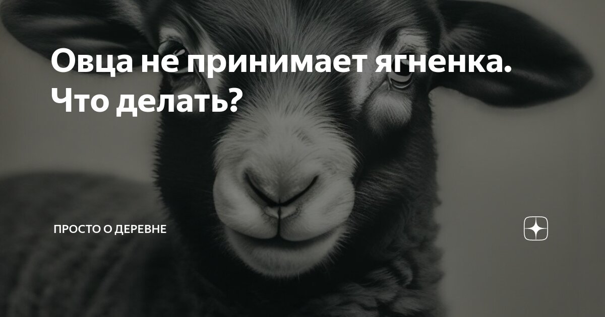 Почему овцематка не принимает ягненка после родов. | Сельские заметки | Дзен