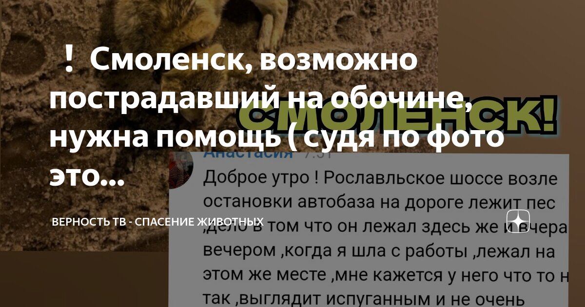 верность помощь животным дзен