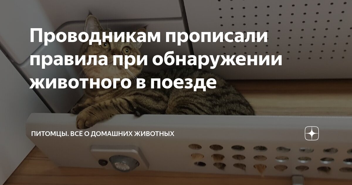 Лабрадор ретривер собака поводырь. Животные в поезде. Проводники поезда студенты. Собака проводник в поезде. Собака в поезде.