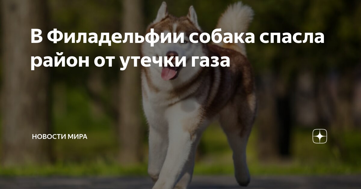 Спасение собаки из воды. Где спасли собаку. Спасение животных попавших в беду. Где спасли собаку. Где спасли собаку.