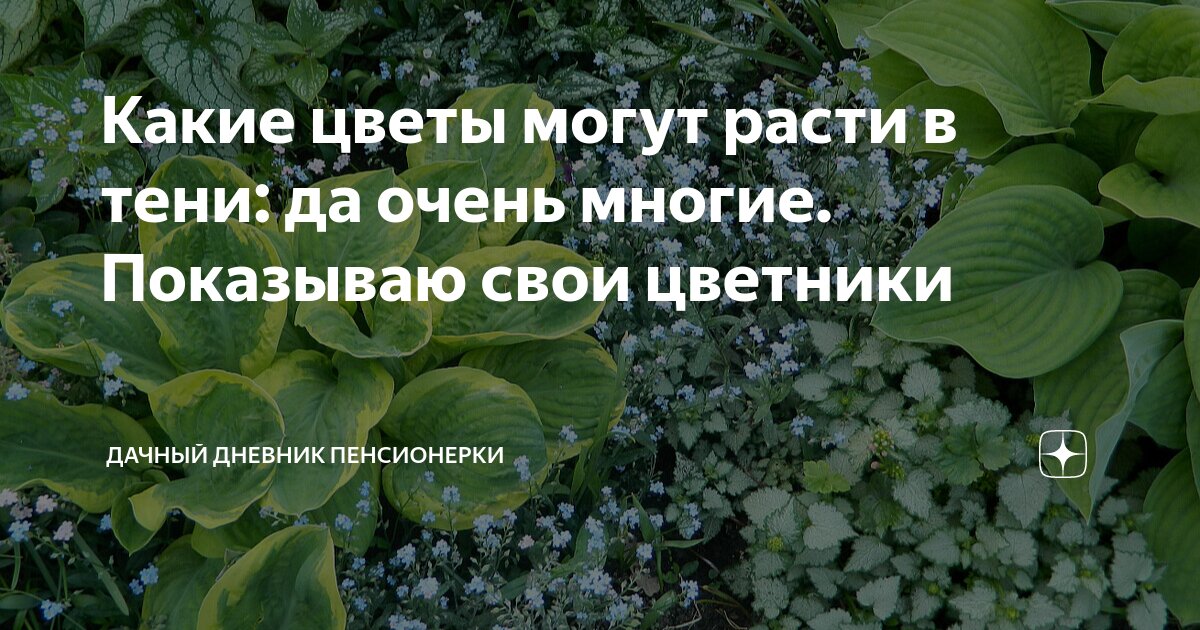 какие цветы могут расти в туалете