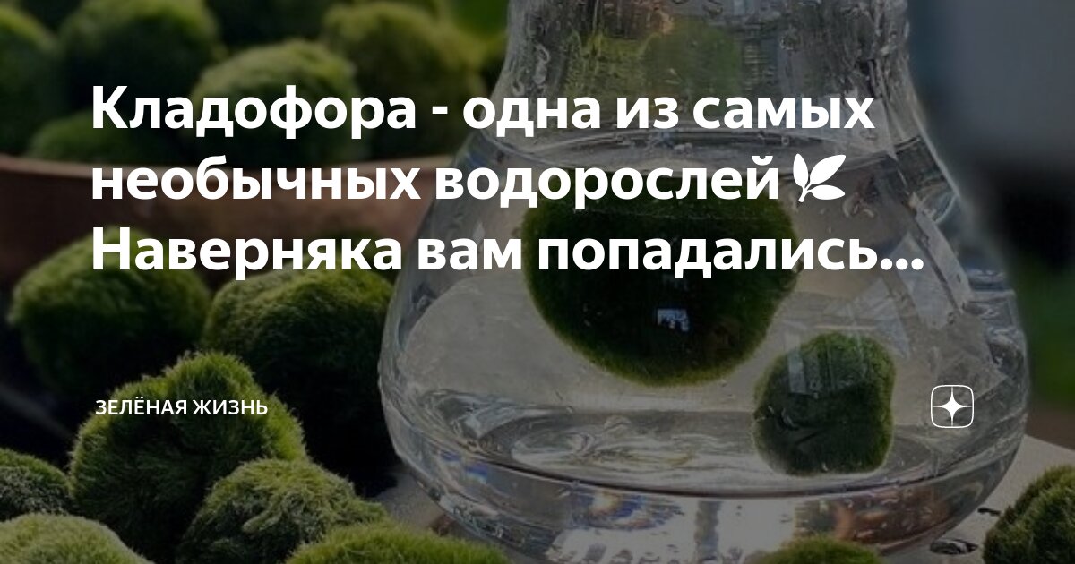 Algae спирулина 100%. Tetra pond algorem 3000. средство от зеленых водорослей. Cidex для аквариума. средство против водорослей fixalgine pond престиж.