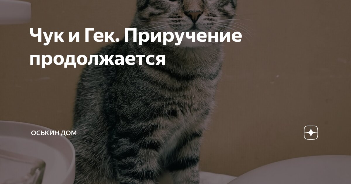 Оськин дом. Оськин дом дзен. Оськин дом тверь. Оськин дом. Оськин дом.