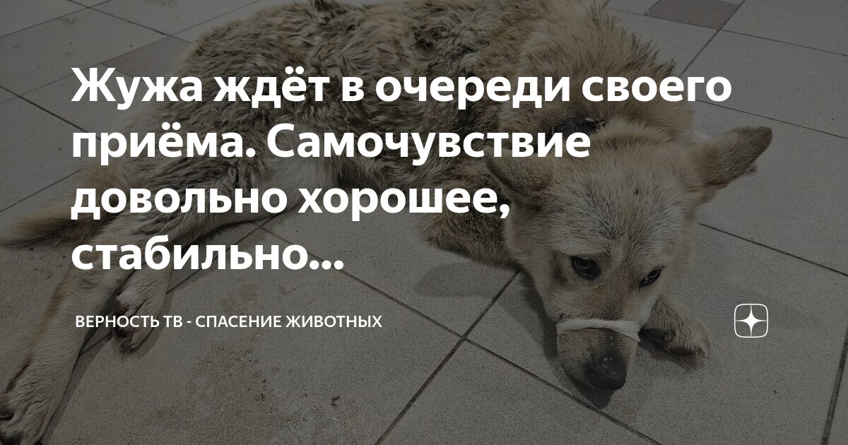 Собака друг человека цитаты. Преданные собаки. Собака высказывания,стихи. Преданность собаки. Самый верный цвет.