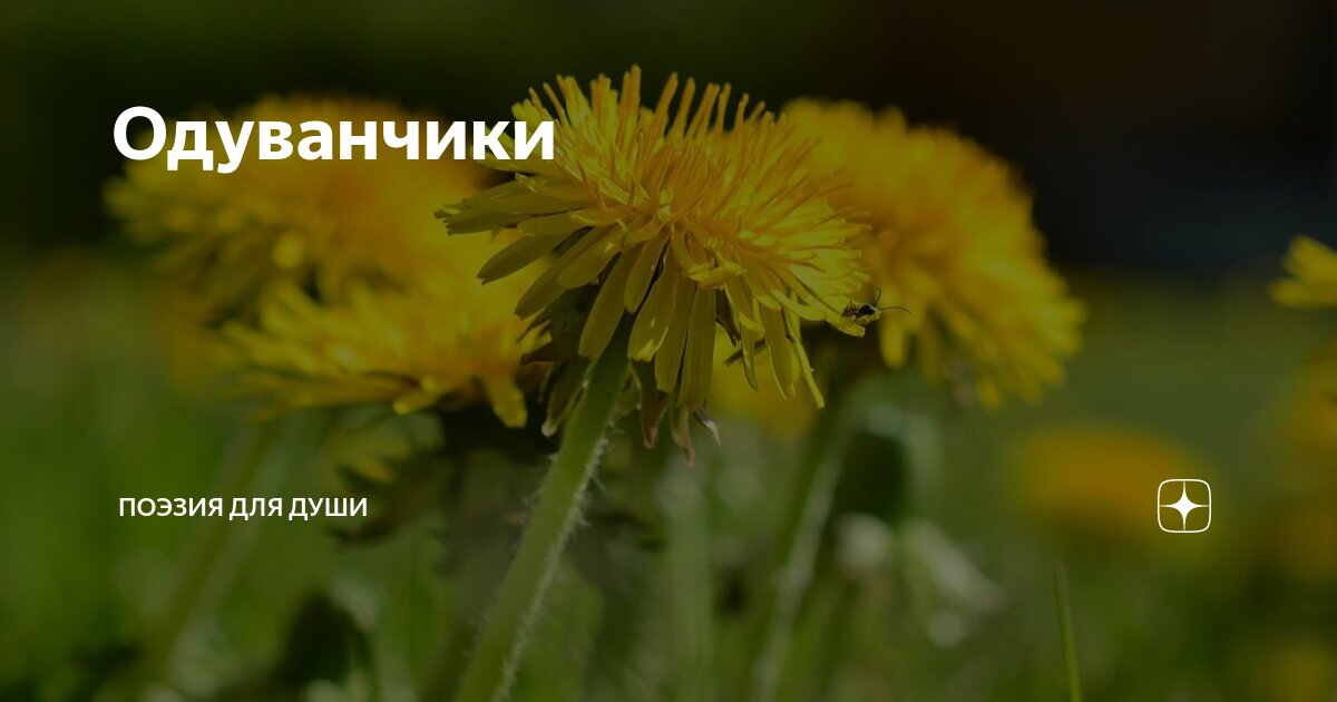 солнечный ковров грибоедова. грибоедова 1 ковров. максима плюс рязань. грибоедова 44 киров. солнечный ковров грибоедова.