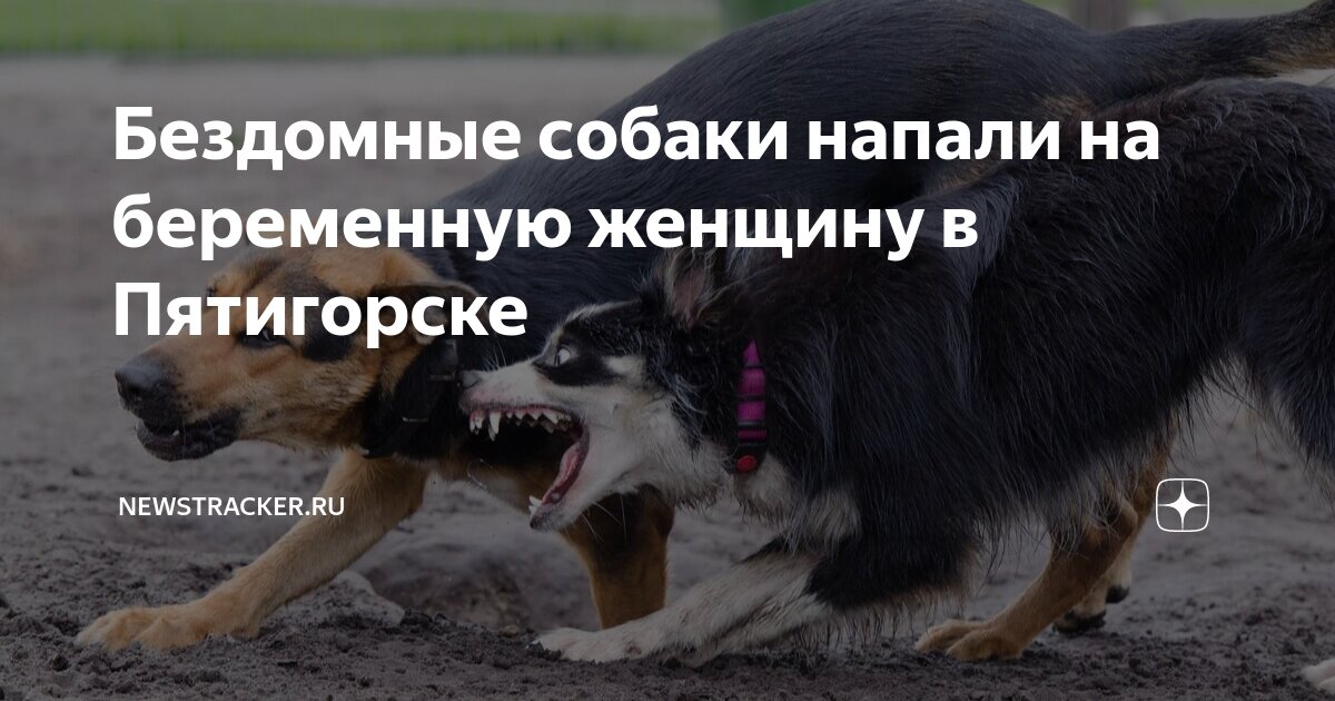 Собака без агрессии. Собака без агрессии. Малинуа атака. Американский булли мини. Собака без агрессии.