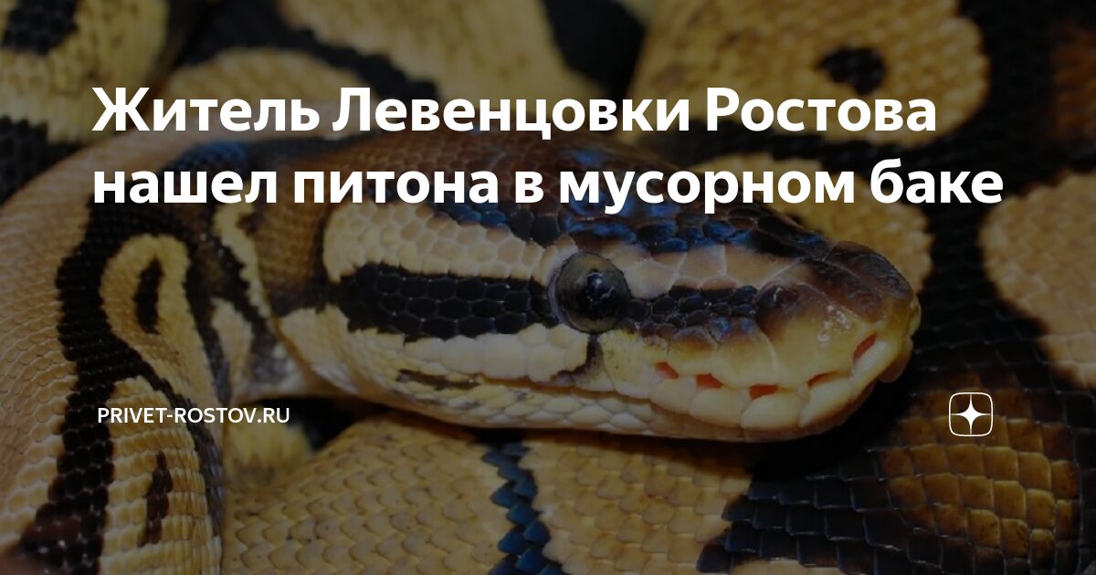 Найди питона