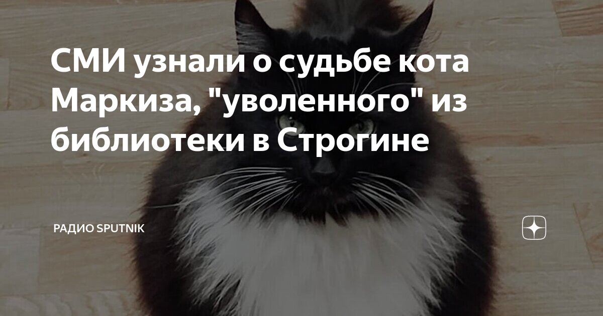 Кота маркиза уволили из библиотеки