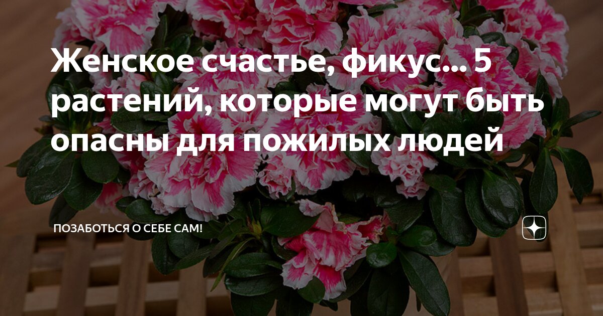 типы околоцветника цветка. женскими цветками являются те в которых. околоцветник схема венчик и. околоцветник чашечка и венчик. как называется женская часть цветка.