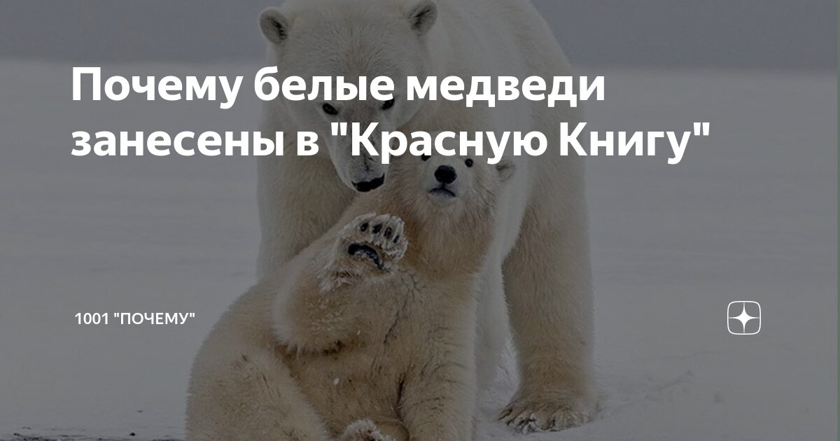 Белый медведь проект красная книга
