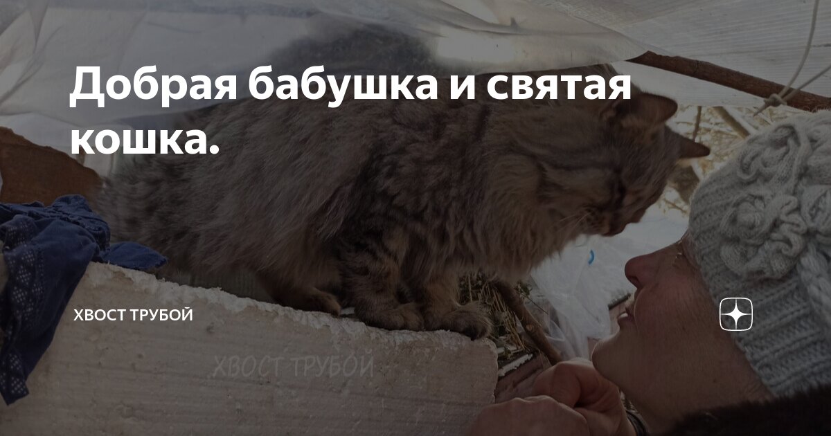 Добрая бабушка и святая кошка. | Хвост Трубой | Дзен