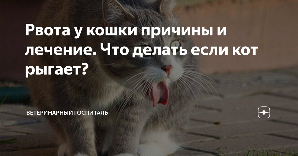 Причины рвоты у кошки белой пеной