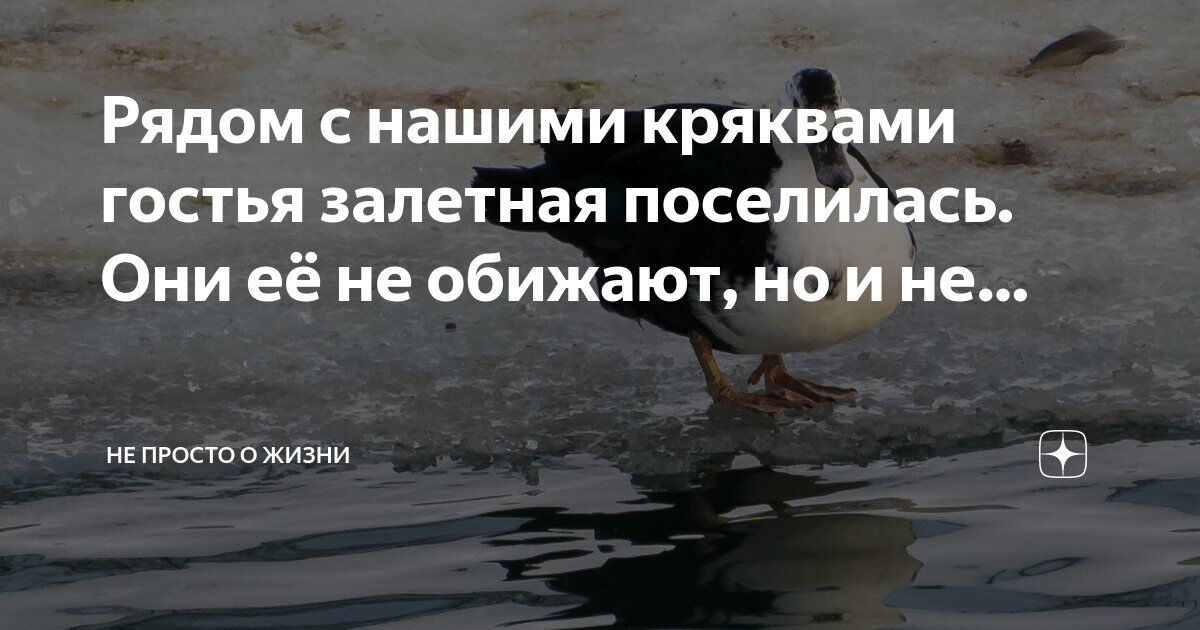цитаты про обиженных. цитаты со смыслом. судьбой обиженный человек. жизнь слишком коротка цитаты. обидеться на жизнь.