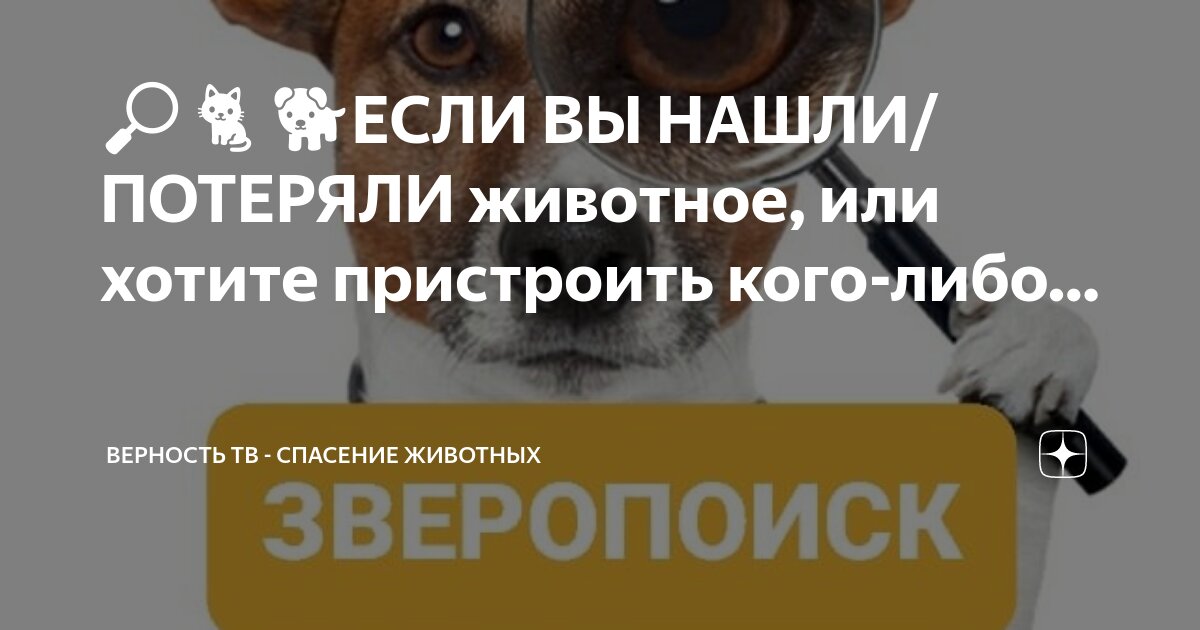 собаки преданность и верность. собака елга памятник. кличка животного за преданность. собачья преданность. приют верность смоленск фото.