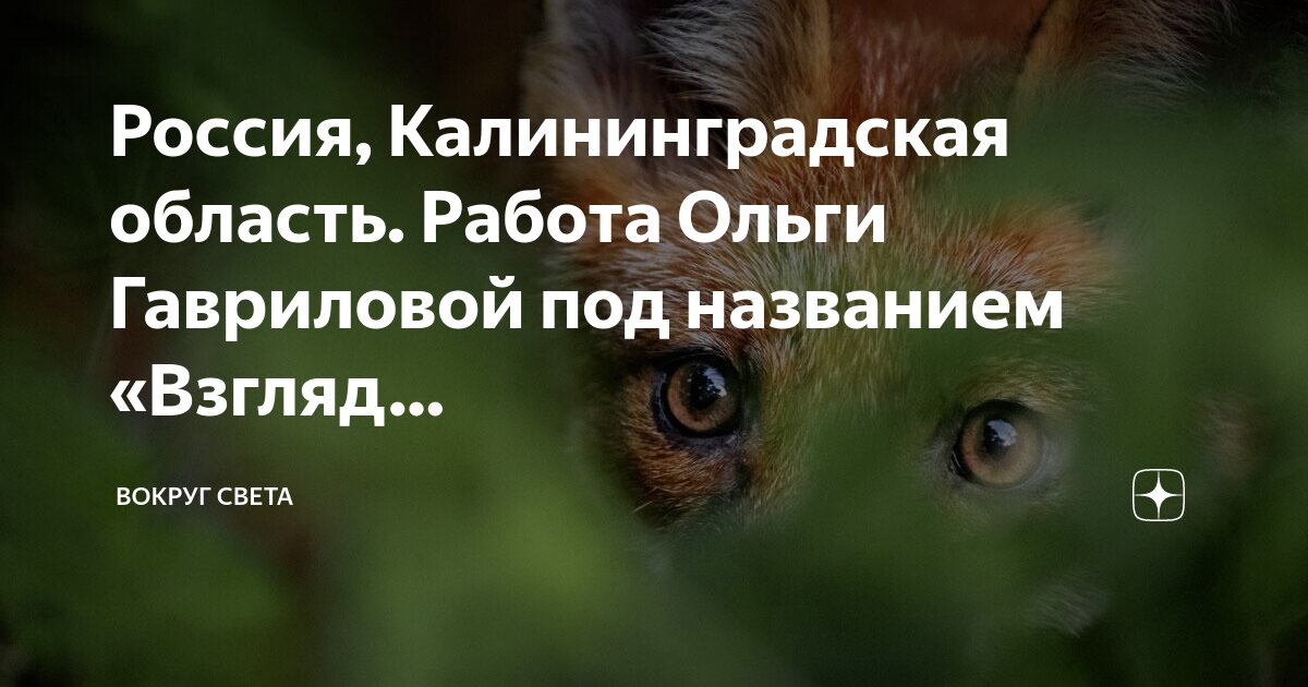 Детские рисунки леопарда. Детские рисунки животных. Название работ с животными. Рисунки животных занесенных в красную книгу. Название работ с животными.