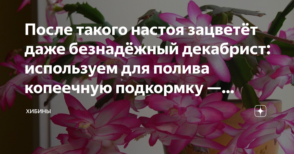 зигокактус цветок. цветок декабрист шлюмбергера. декабрист шлюмбергера полив. цветок декабрист шлюмбергера. шлюмбергера сиреневая.