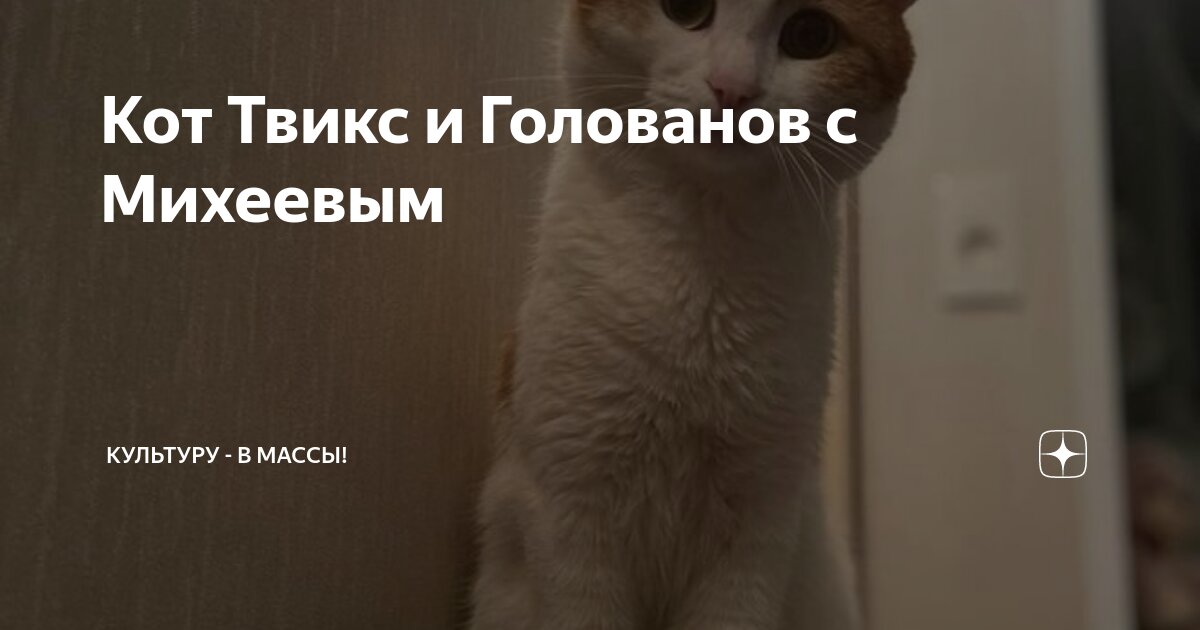 Кот твикс что с ним