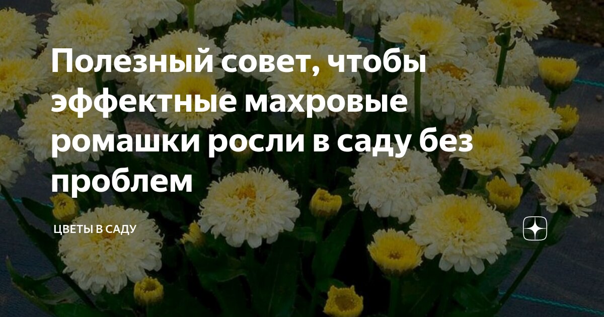 Растения сада 2 класс окружающий мир. В саду растет 8. В саду росло 6 кустов красной смородины. Задачи для сада. Задача росли три дерева.