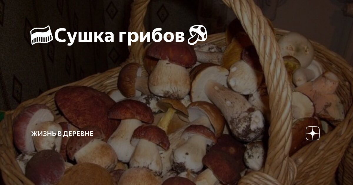 подходящий гриб. подберезовик черноголовик. съедобные грибы. гриб мухомор фото. белый гриб боровик.