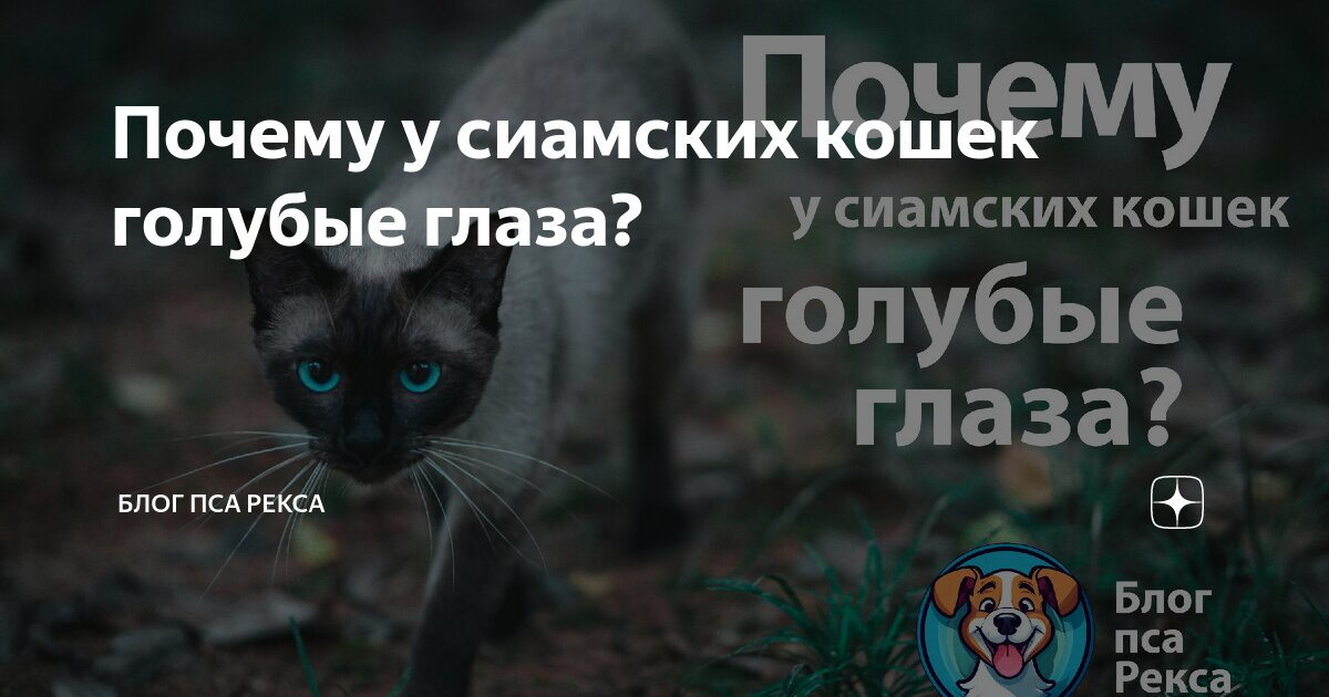 Генетика кошек. Наследование окраски шерсти у кошек. Генетика кошачьих окрасов. Черепаховая окраска кошек генетика. Хромосомы кошки.