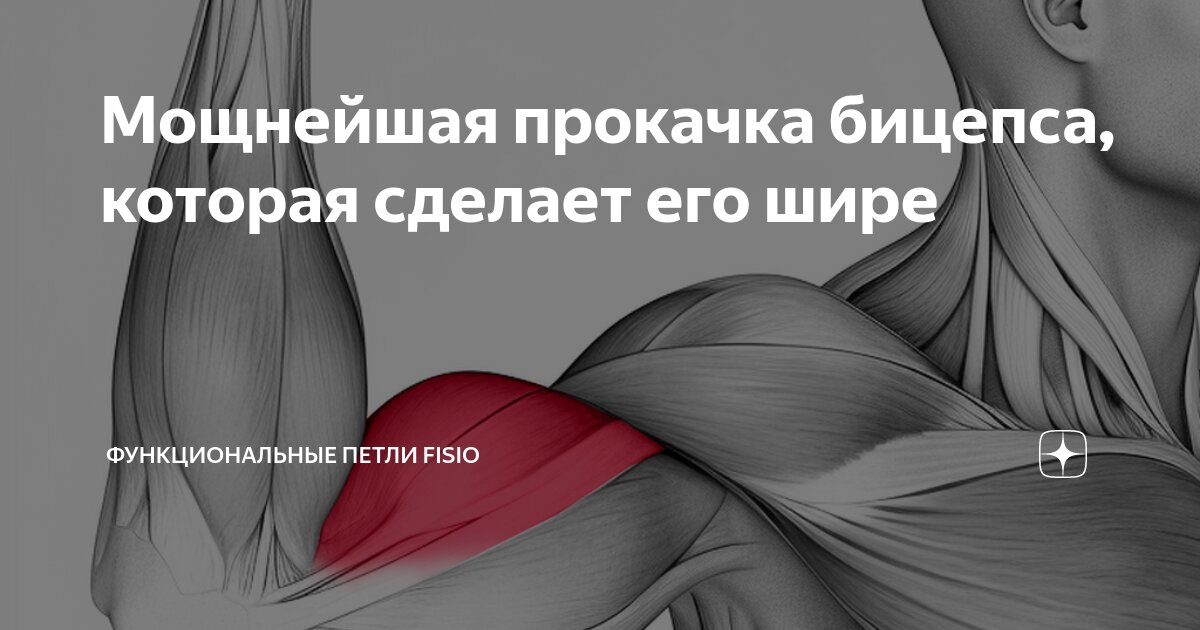 Задняя четырехглавая мышца бедра. Бицепс и трицепс анатомия. Малая головка двуглавой мышцы бедра. Мышцы плеча анатомия бицепс трицепс. Задний бицепс бедра.