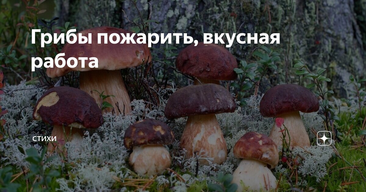 исследование грибов. мухомор и фунготерапия. изучение грибов. грибы фунготерапия. грибы научная работа.