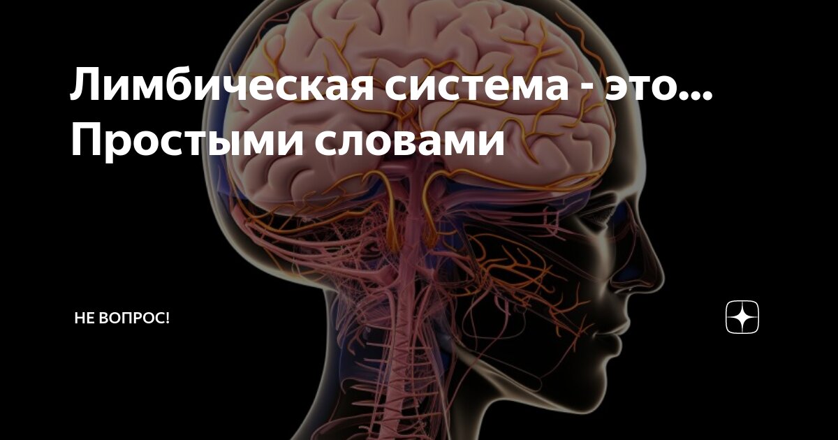 Рептильный мозг: что это, есть ли он у человека, стоит ли верить теории