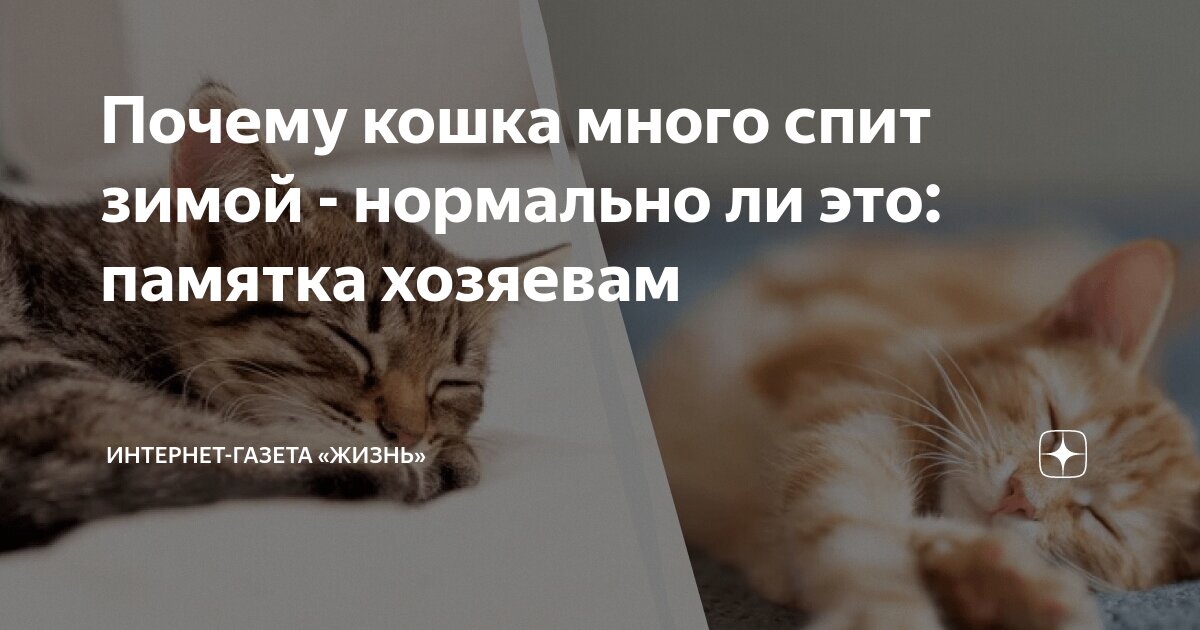 Презентация на тему зачем коту усы. Почему у кота усы. Почему кошки виляют хвостом. Интересные сведения о котах. Расскажи почему коты.
