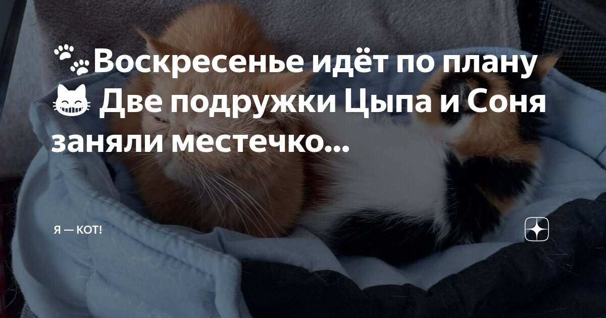 цыплёнок цыпа мультфильм для малышей. котэ мультики для детей. мимишки цыпленок цыпа. ми-ми-мишки. котенок котэ мультик.