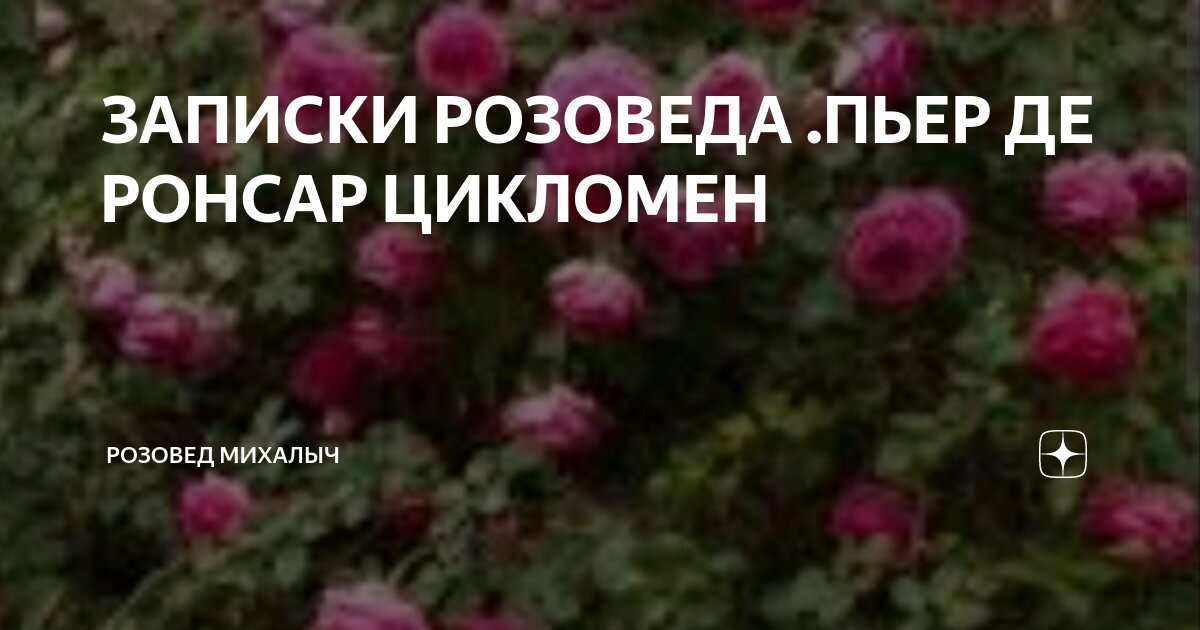 розовед михалыч каталог роз