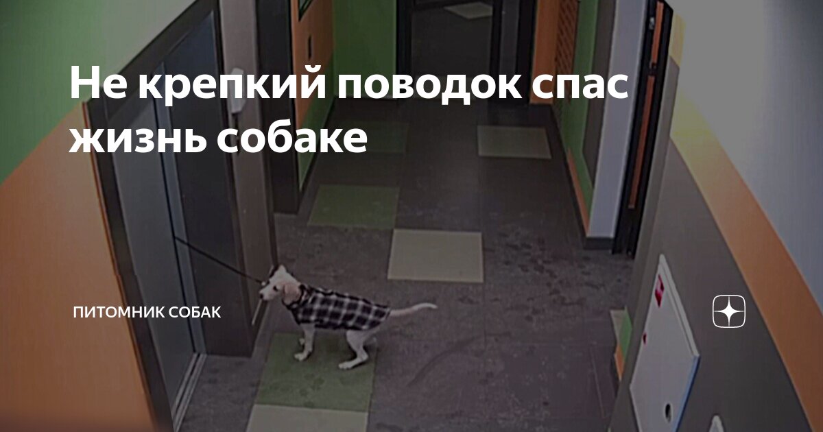 закрой рот собака