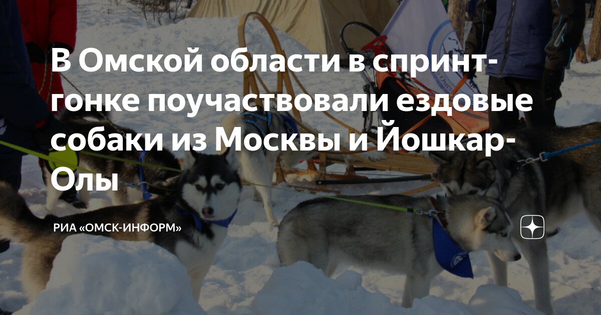 приют маленьких щеночков. новорожденные щенки лайки западно сибирской. щенки в приюте. собачки в добрые руки. собачий приют в твери.