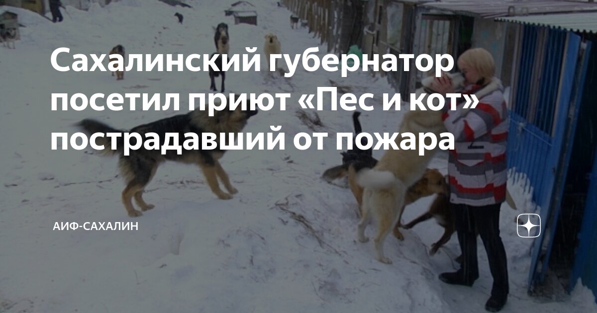 сибирский бобтейл. коты сахалин. морские котики на сахалине. коты сахалин. курильский бобтейл сибирский.