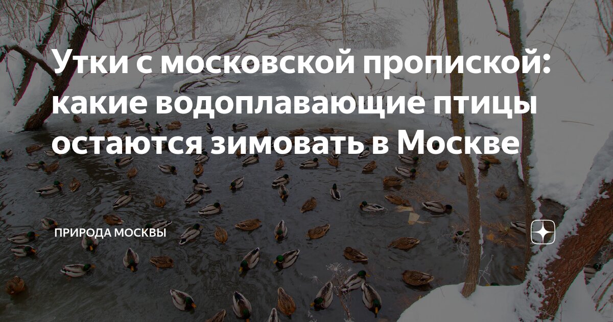 иллюстрации к сказке как птицы царя выбирали. художник анималист вадим горбатов. с какой птицей сравнивает автор царя. образы царь птицы. с какой птицей сравнивает автор царя.