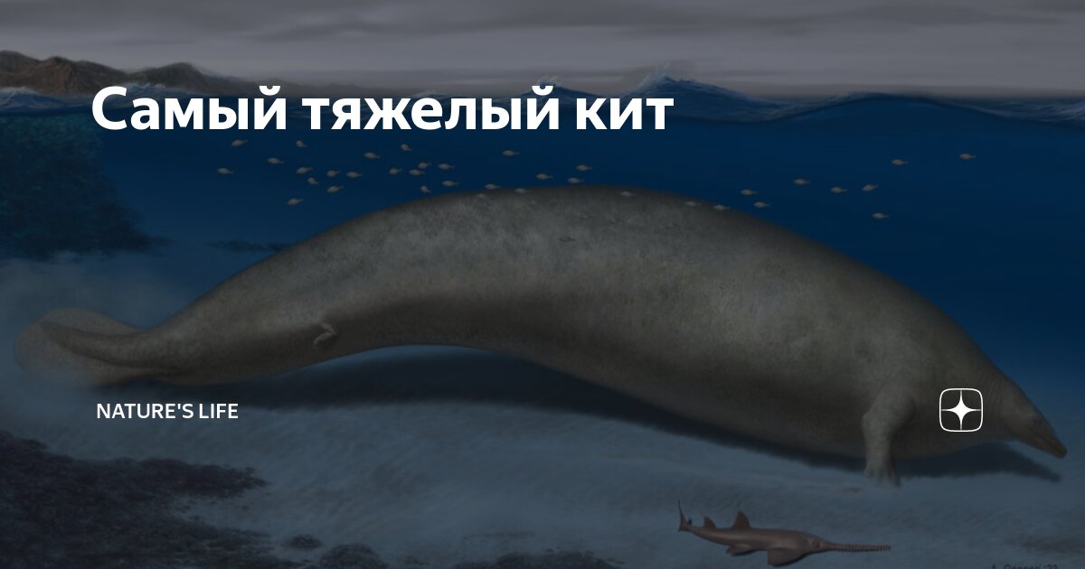 калифорнийская морская свинья. азовский дельфин азовка. дельфин азовка. морские свиньи морские млекопитающие. калифорнийская морская свинья (vaquita).